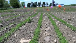 Growing Flax in the Northeast [upl. by Nalym]