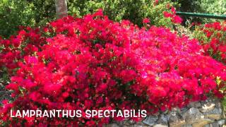 Lampranthus spectabilis Garden Center online Costa Brava  Girona [upl. by Eceer573]