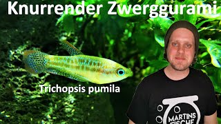 NEUE FISCHE Knurrender Zwerggurami Trichopsis pumila und Dornaugen für das Uferaquarium [upl. by Taft435]