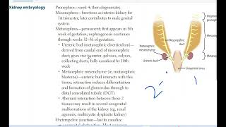 Kidney embryology [upl. by Nehgem]