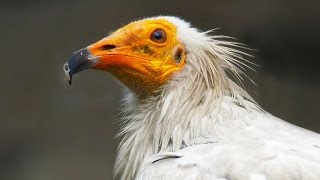 Стервятник Neophron percnopterus  Egyptian Vulture  Film Studio Aves [upl. by Cerelia]