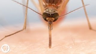 How Mosquitoes Use Six Needles to Suck Your Blood  Deep Look [upl. by Burnaby]