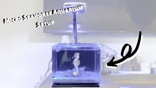 Micro Seahorse Aquarium Setup [upl. by Auqinat935]