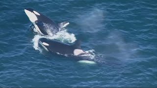 Orcas sink boat near Iberia in latest incident on the high seas [upl. by Lyram818]