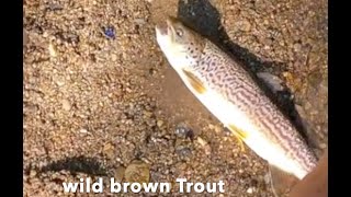 Trout Fishing The Bushkill Creek May 152021 We Hammered them [upl. by Ayar]