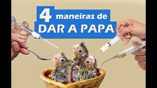 Como alimentar os filhotes de calopsita na papa 4 maneiras diferentes [upl. by Ellocin]