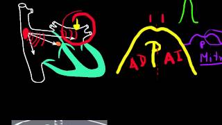 CURSO DE ELECTROCARDIOGRAFIA 16  ONDA P NORMAL [upl. by Kella655]