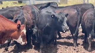 Raeburn Heifers [upl. by Audun]