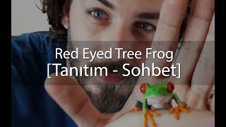 Kırmızı Gözlü Kurbağa  Tanıtım  Red Eyed Tree Frog [upl. by Corsiglia]