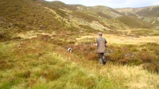 BEST VIDEO  chasse en écosse  la grouse au chien darrêt [upl. by Assili]