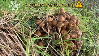 I Chiodini🍄le gelate❄️ ⚠️INTOSSICAZIONE⚠️assicurata 🍄❄️🍄❄️🍄❄️ [upl. by Anyotal]