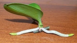 How to Grow Orchids from Stem Cuttings [upl. by Sirad]