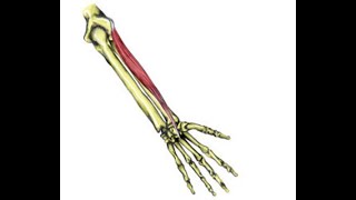 Two Minutes of Anatomy Extensor Carpi Radialis Brevis ECRB [upl. by Ostraw]