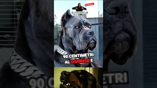 I 3 CANI PIÙ POTENTI DEL PIANETA 🐶⚡️ shortvideo canidobermanncane americanbully [upl. by Aiclef]