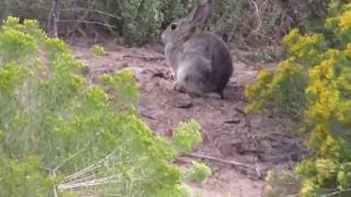 Amazing Rabbit headshots Female hunter with a 22 Mag [upl. by Crisey]