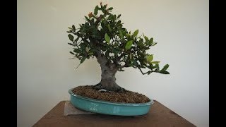 Laurus nobilis Bay Tree Bonsai [upl. by Webb]