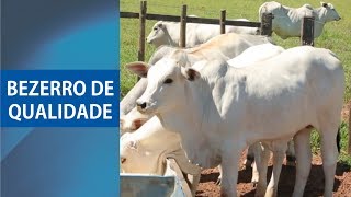 Bezerros com referência de qualidade  Creep feeding [upl. by Anircam]