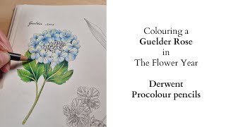 Colouring a Guelder Rose in The Flower Year with Derwent Procolour Pencils [upl. by Ganley]