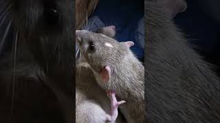 Rat fight take down cute rats [upl. by Nathanoj172]