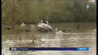 Mise en hivernage des oiseaux du Parc Animalier de SainteCroix  par Fr3 Lorraine  nov 2013 [upl. by Ramedlav]