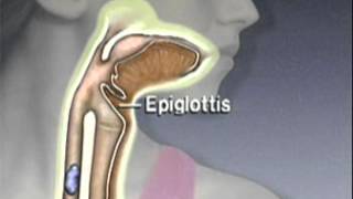 Through the Esophagus The Function of Peristalsis [upl. by Chaves170]