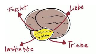 Limbisches System einfach erklärt  Das Limbische Denken nutzen lernen [upl. by Jezabelle]