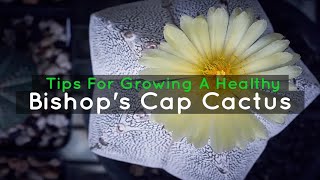 Tips For Growing A Healthy Bishops Cap Cactus [upl. by Adachi319]