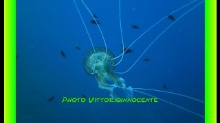 Tentacoli della Medusa Pelagia Noctiluca [upl. by Alekin843]