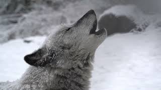 Stunning Wolf Just Howling in the Snow [upl. by Chisholm]