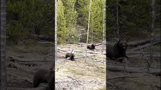 Bear attack Yellowstone Park May 22 2022 [upl. by Legir]