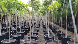 Tabebuia rosea Height 34m 275AED [upl. by Joel]