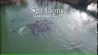 Sea Lions at Coweeman River [upl. by Aubrey]