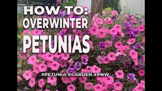 How to Overwinter Petunias  petunias hangingbaskets [upl. by Itsym]