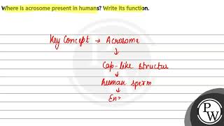 Where is acrosome present in humans Write its function [upl. by Cherlyn]