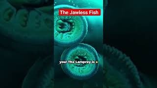 Lamprey The Ancient Jawless Fish with a Sinister Bite [upl. by Vel]