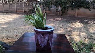 Empty Food Container To Plant Pot Easy DIY Recycle [upl. by Nomal]