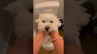 dog puppy cute cutedog funny pets cuteanimals smoothbrain [upl. by Orwin]