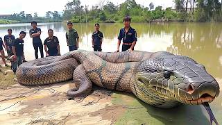 10 Biggest Snakes Ever Discovered [upl. by Del]