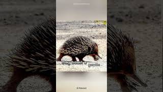 Echidna  The Mammal Giving Birth To Cute Baby [upl. by Nuhsar]