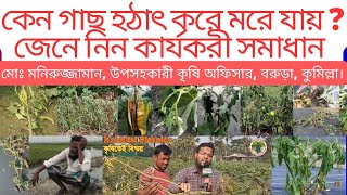 বেগুন টমেটো মরিচ কলা আলু তরমুজের ঢলে পড়া রোগের ১০০ সমাধানFusarium Wilt TreatmentSymptomsControl [upl. by Aemat]