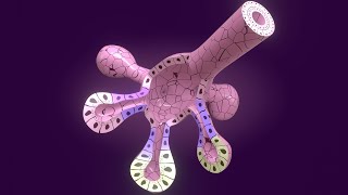 3D Salivary Gland Development  Stomodeum vs Oropharyngeal Membrane  Parotid gland [upl. by Mook]