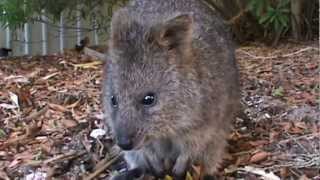 The Incredibly cute camera sniffing Quokkas from Rottnest Island [upl. by Eki]