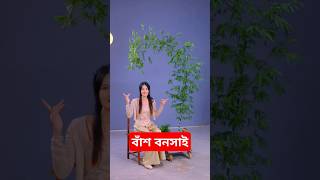 বাঁশ বনসাই  bonsai bonsai garden facts shorts [upl. by Paquito]