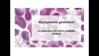 What is Mycoplasma genitalium [upl. by Sephira899]