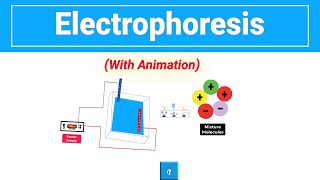 Electrophoresis [upl. by Swetiana]