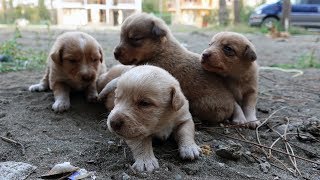 Chiots adoptés  Les yeux déjà ouverts et essayant dexplorer notre jardin  Adopted Puppies [upl. by Spieler]