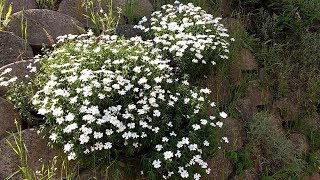 Iberis Sempervirens medicinal plant [upl. by Rumery]