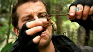 Man vs Wild  Bear Eats an Exotic Bug [upl. by Lotsirb945]