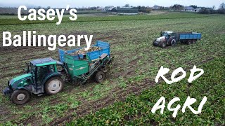 Caseys Ballingeary with 2 Steyers and 2 Valtras on the go pulling Beet [upl. by Shantha]