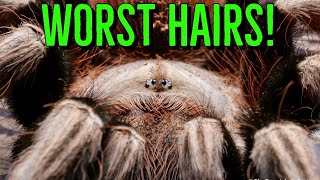 Top 10 Tarantulas w the WORST Urticating Hairs [upl. by Zealand]